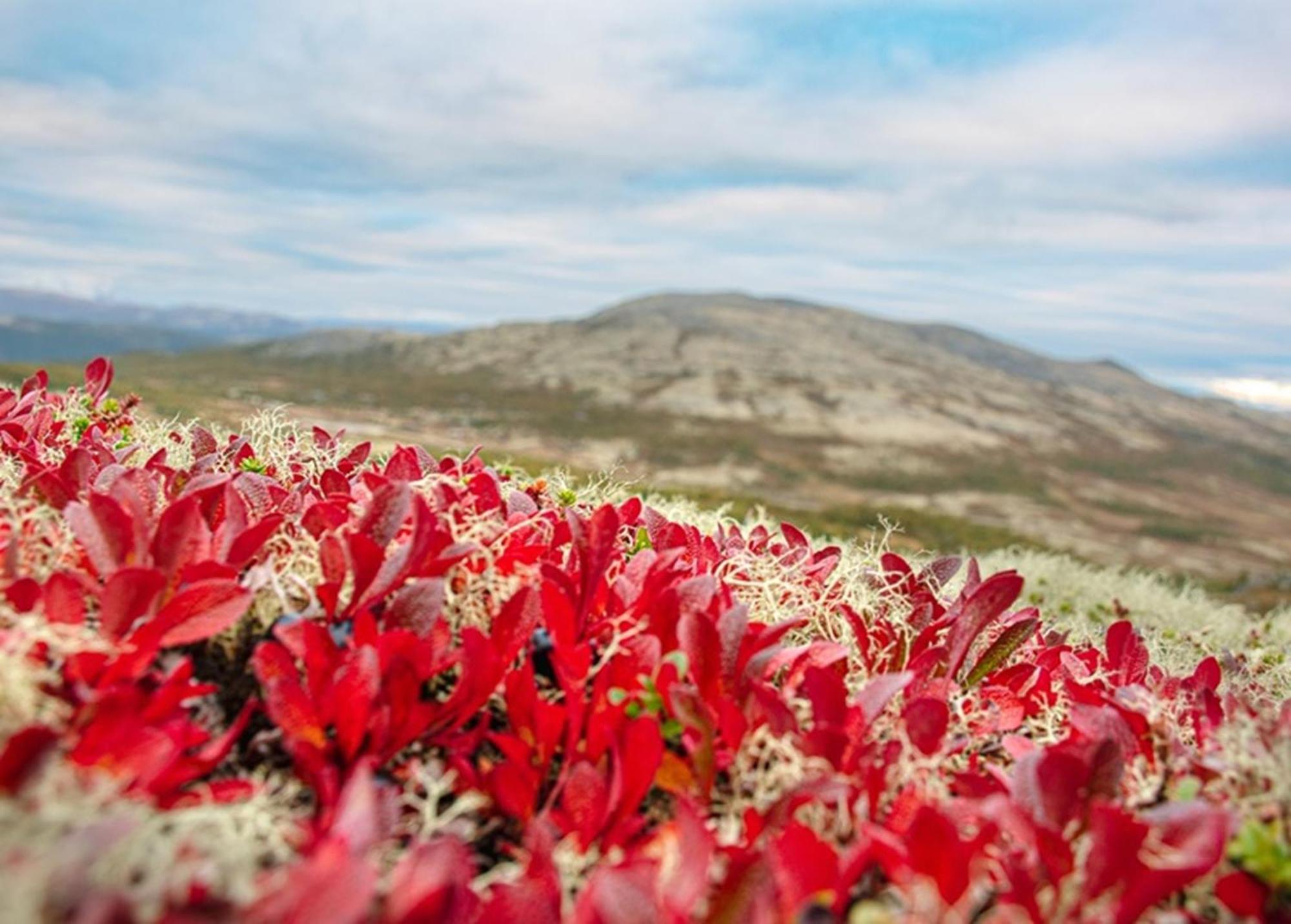 Hovringen Hogfjellshotell ภายนอก รูปภาพ
